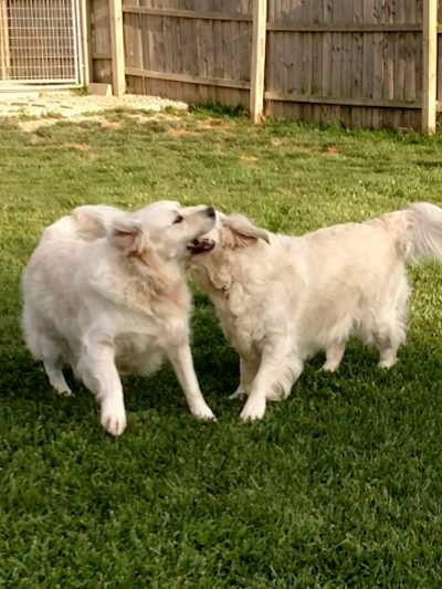 Von Aries Kennels Boarding