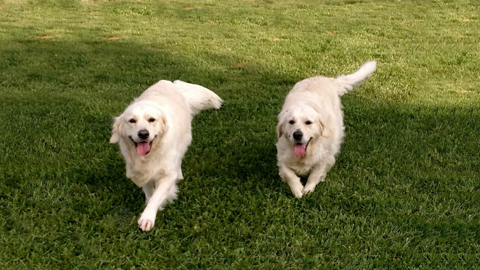 Von Aries Kennels